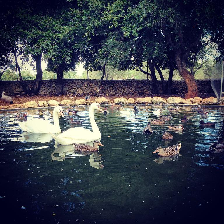 Agriturismo Tenuta Sant'Antonio Cerfignano Ngoại thất bức ảnh
